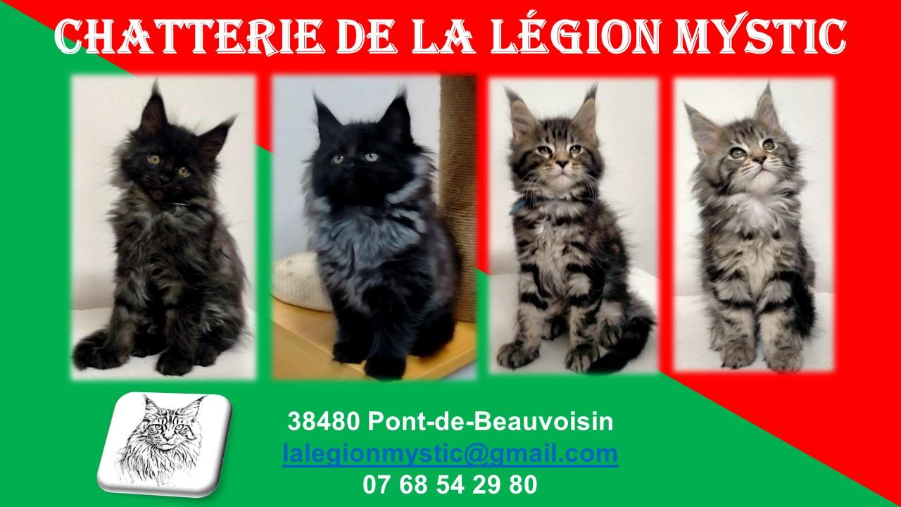 Maine coon kitten